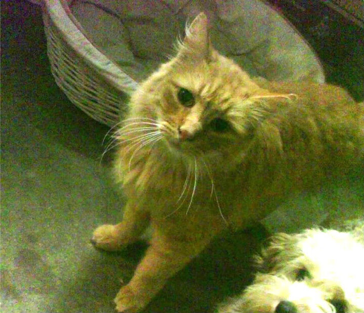 美国队未来展望:培养更多复合型选手,提升整体作战能力,美国队怎么样