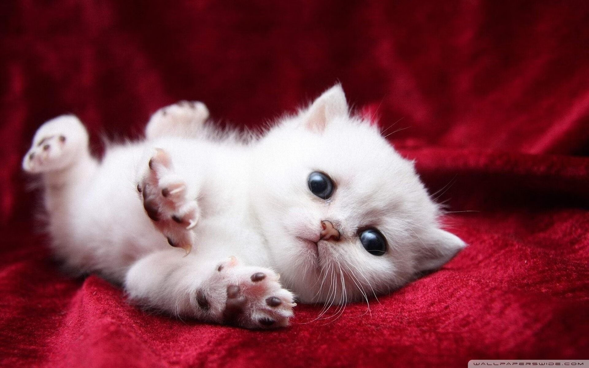 蝶泳配速策略成效显著，蝶泳 配合