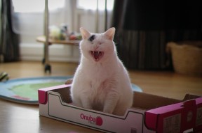 爱游戏电竞全站-史密斯起跳反应制胜 澳中队紧随其后，史密斯跳车