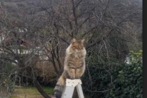 爱游戏官方网站入口登录-加拿大队赛制解析：团体赛中的人员调整与战术创新，加拿大队队员