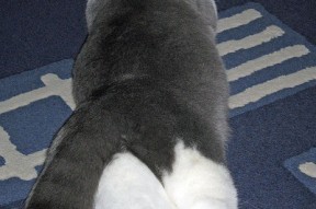 爱游戏智能体验-女子200蝶冲刺节奏变化研究，女子200米蝶泳决赛录像