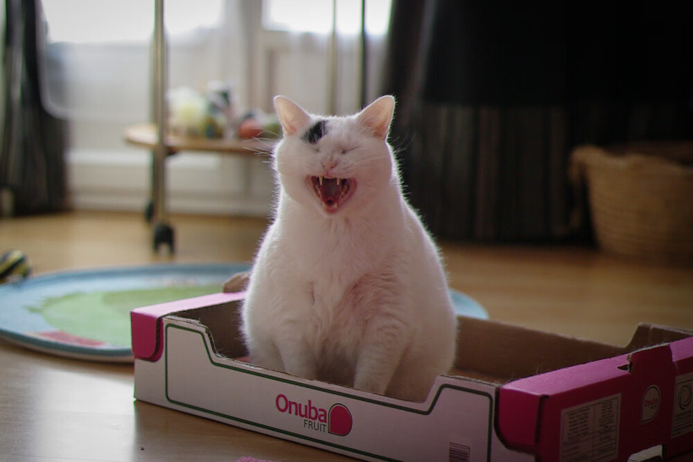 史密斯起跳反应制胜 澳中队紧随其后，史密斯跳车